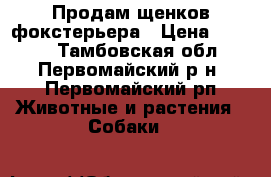 Продам щенков фокстерьера › Цена ­ 5 000 - Тамбовская обл., Первомайский р-н, Первомайский рп Животные и растения » Собаки   